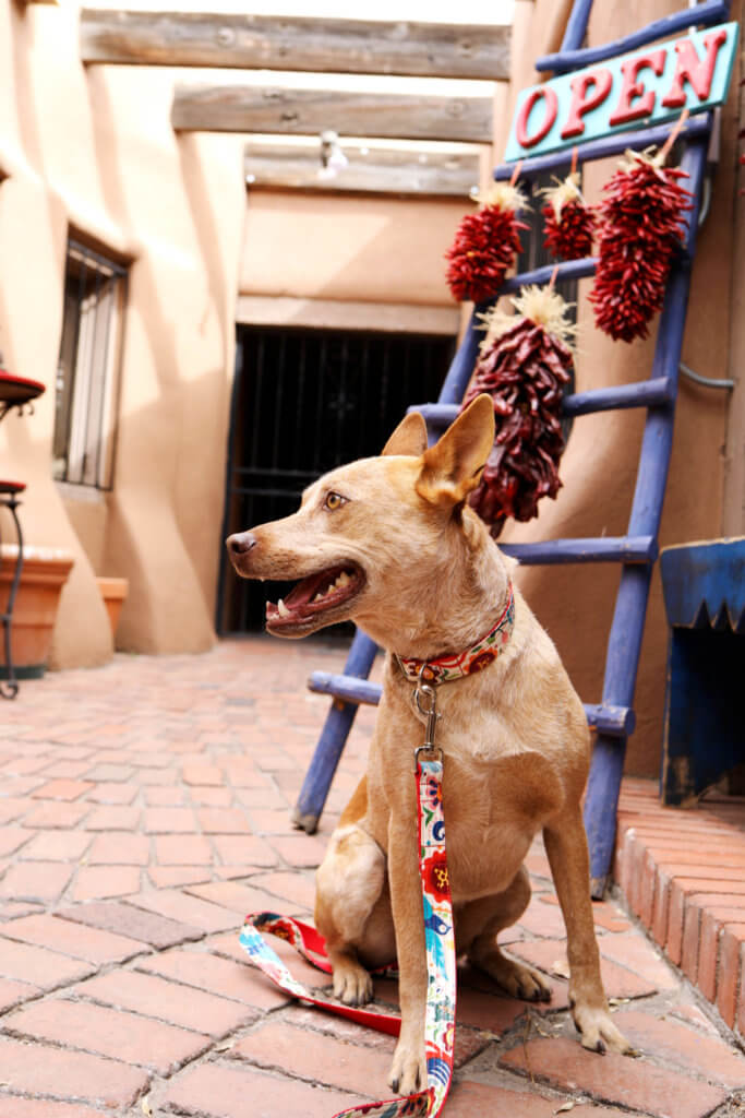 Frida laminated cotton dog collar mexican fold print