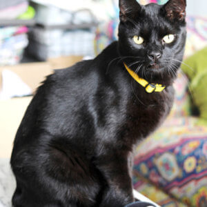 Collar for on sale black cat