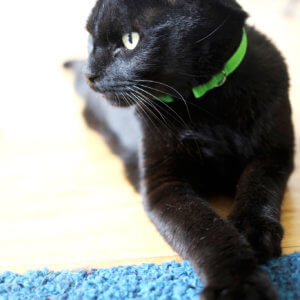 black cat green collar