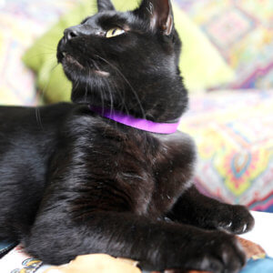 black cat purple collar