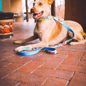 Frida laminated cotton dog collar mexican fold print