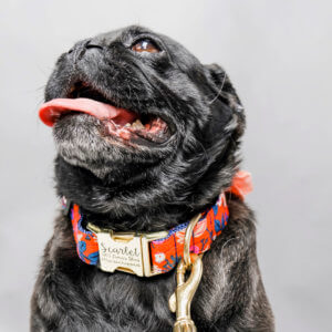 Pug Scarlet collar