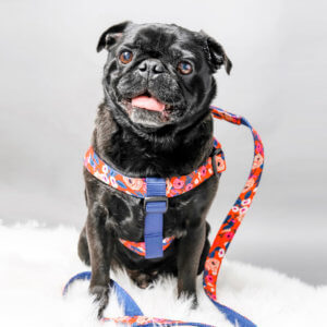 Pug Scarlet collar and leash