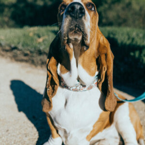 basset hound emma laminated collar