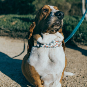 basset hound emma collar wide 1.5 laminate