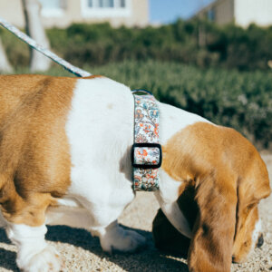 basset hound emma wide 1.5