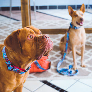 french mastiff dog collar