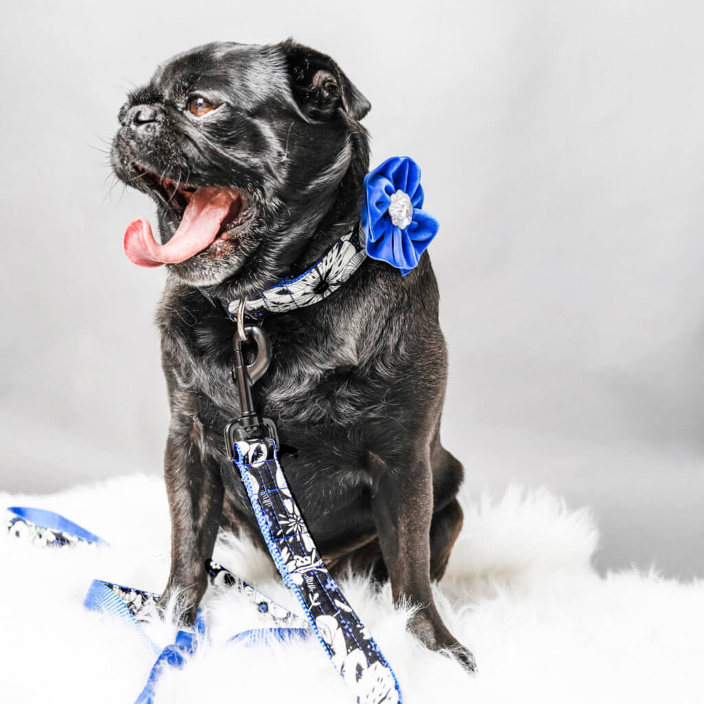pug dog collar flower moonlight
