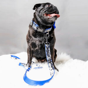 pug dog collar flower moonlight