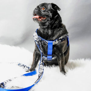 pug dog collar flower moonlight