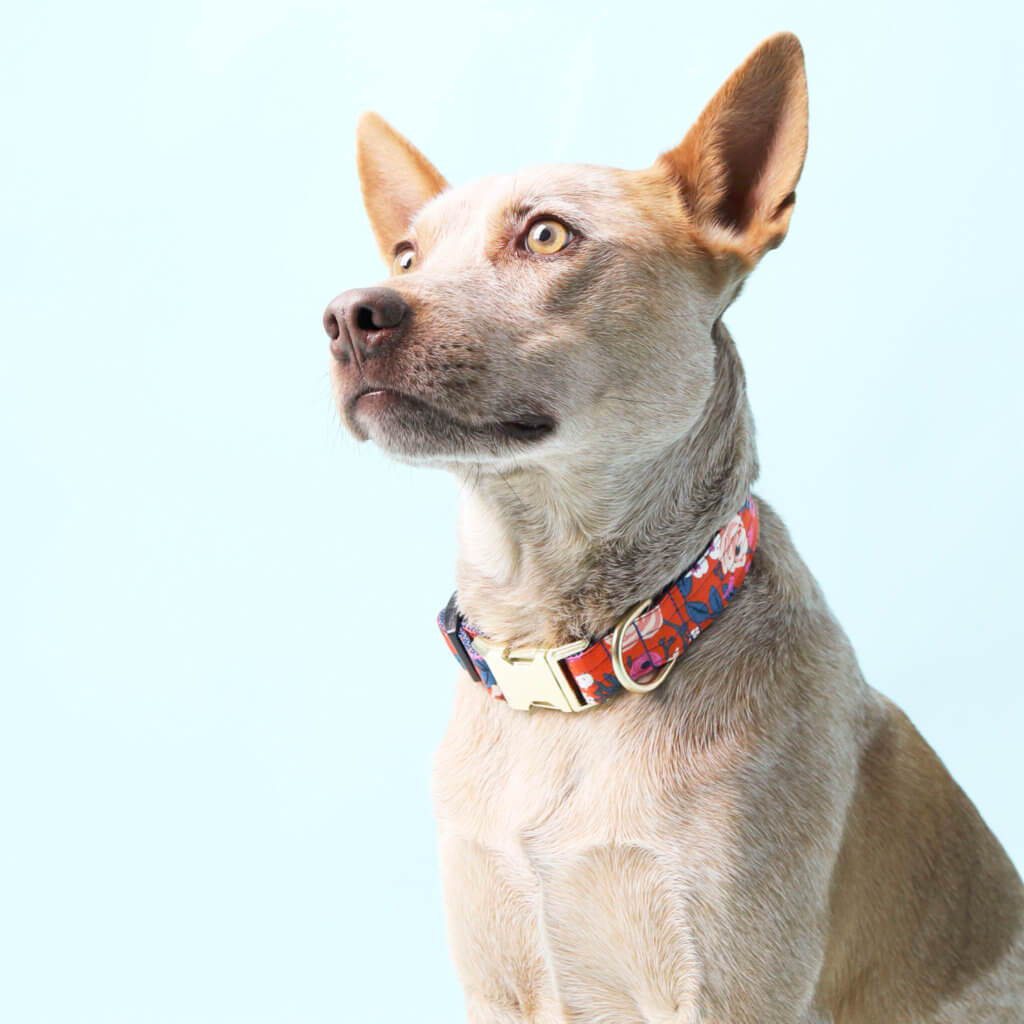scarlet orange floral dog collar fox heeler