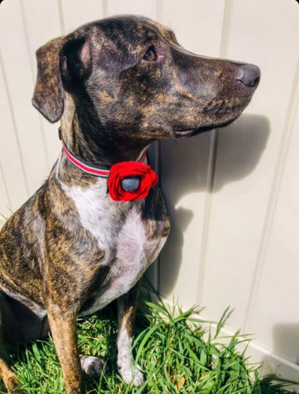 Remembrance Red Poppy Dog Collar Flower Handmade in the USA