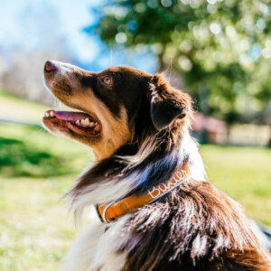 Hand embroidered collar on aussie - copper