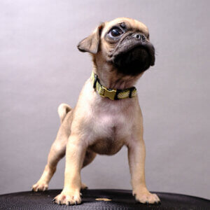 Norman Pug Puppy Herringbone