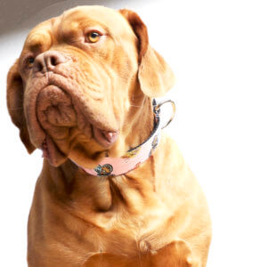 mastiff butterfly collar