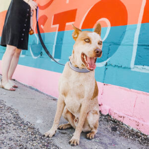 fox herringbone collar and leash mural