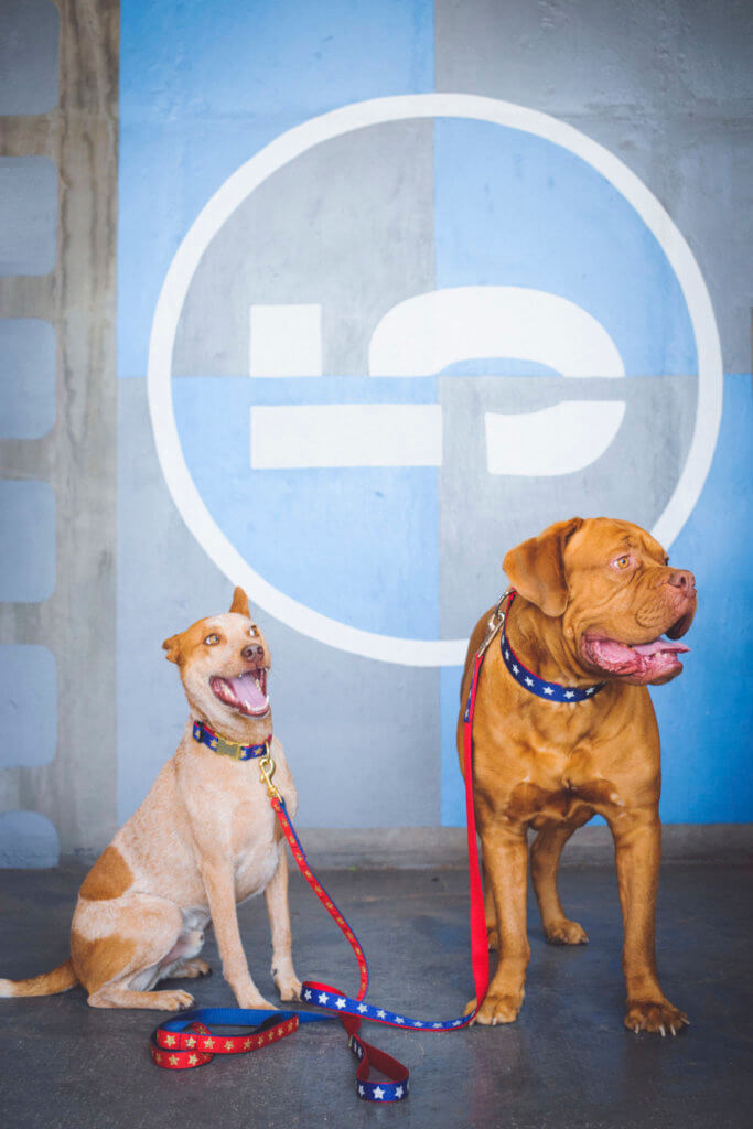Fox and Frank - mastiff and cattle dog in star collars in parking garage