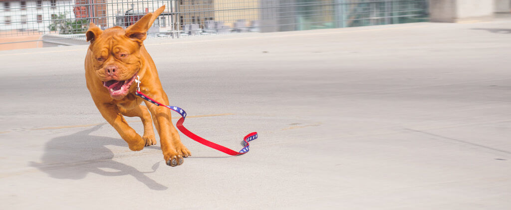 Frank the mastiff running in a parking lot with a red and blue stars and stripes leash