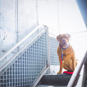 mastiff wide superhero collar