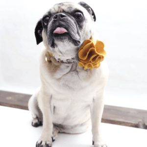 bunny hydrangea collar flower mustard