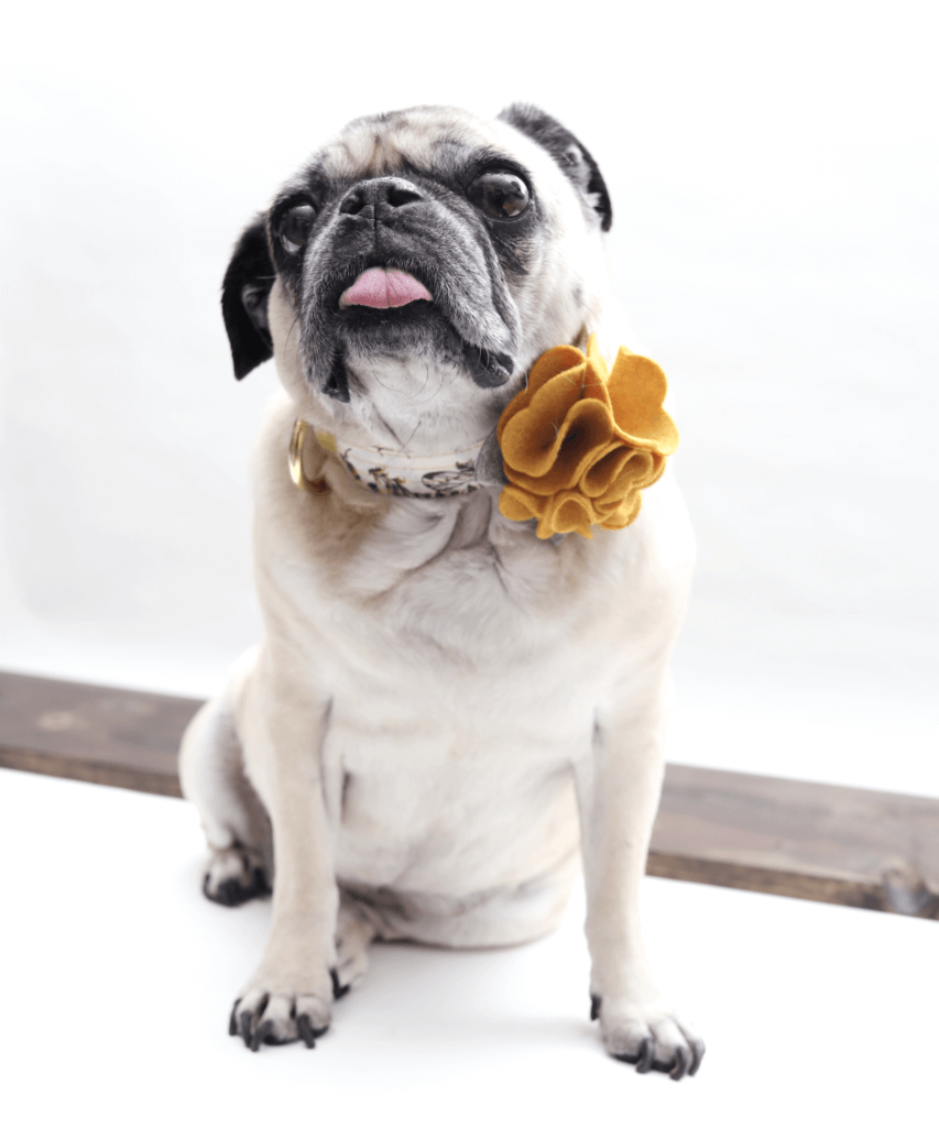 bunny hydrangea collar flower mustard