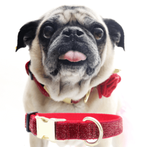 bunny pug starlight red