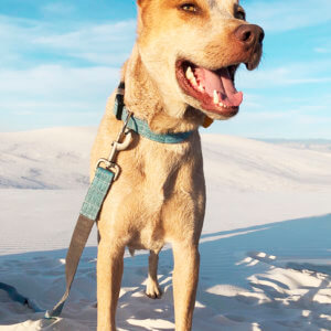 fox teal linen collar and leash