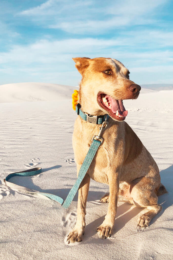 fox teal linen collar blue sky