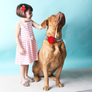 match my dog accessories