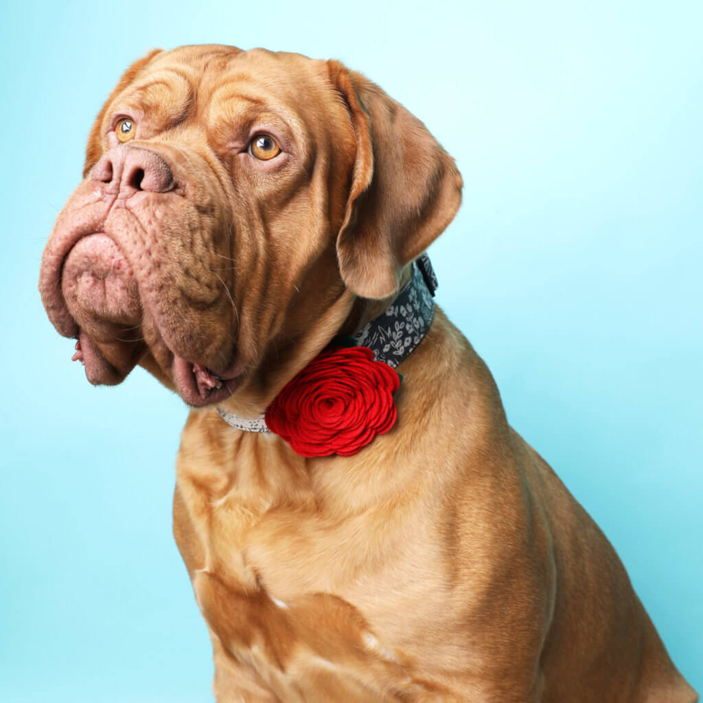 mastiff-dog-collar-flower