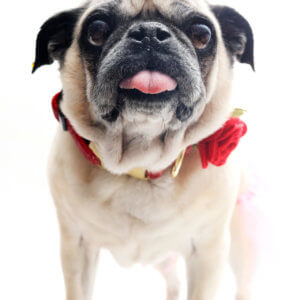 pug rose dog collar
