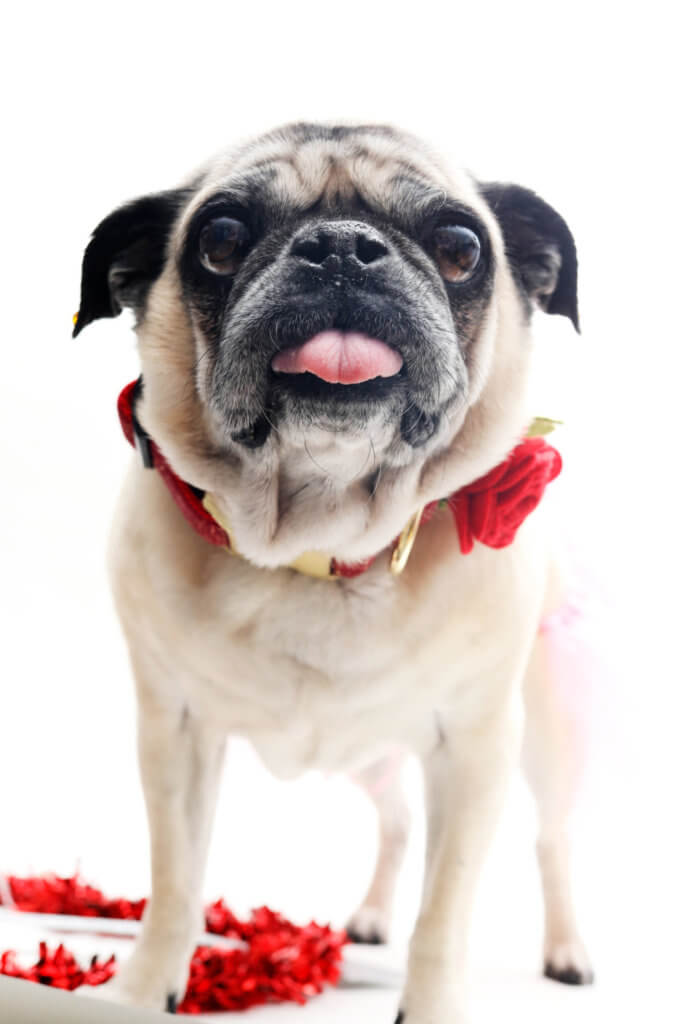 pug rose dog collar