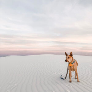 fox teal linen collar and leash
