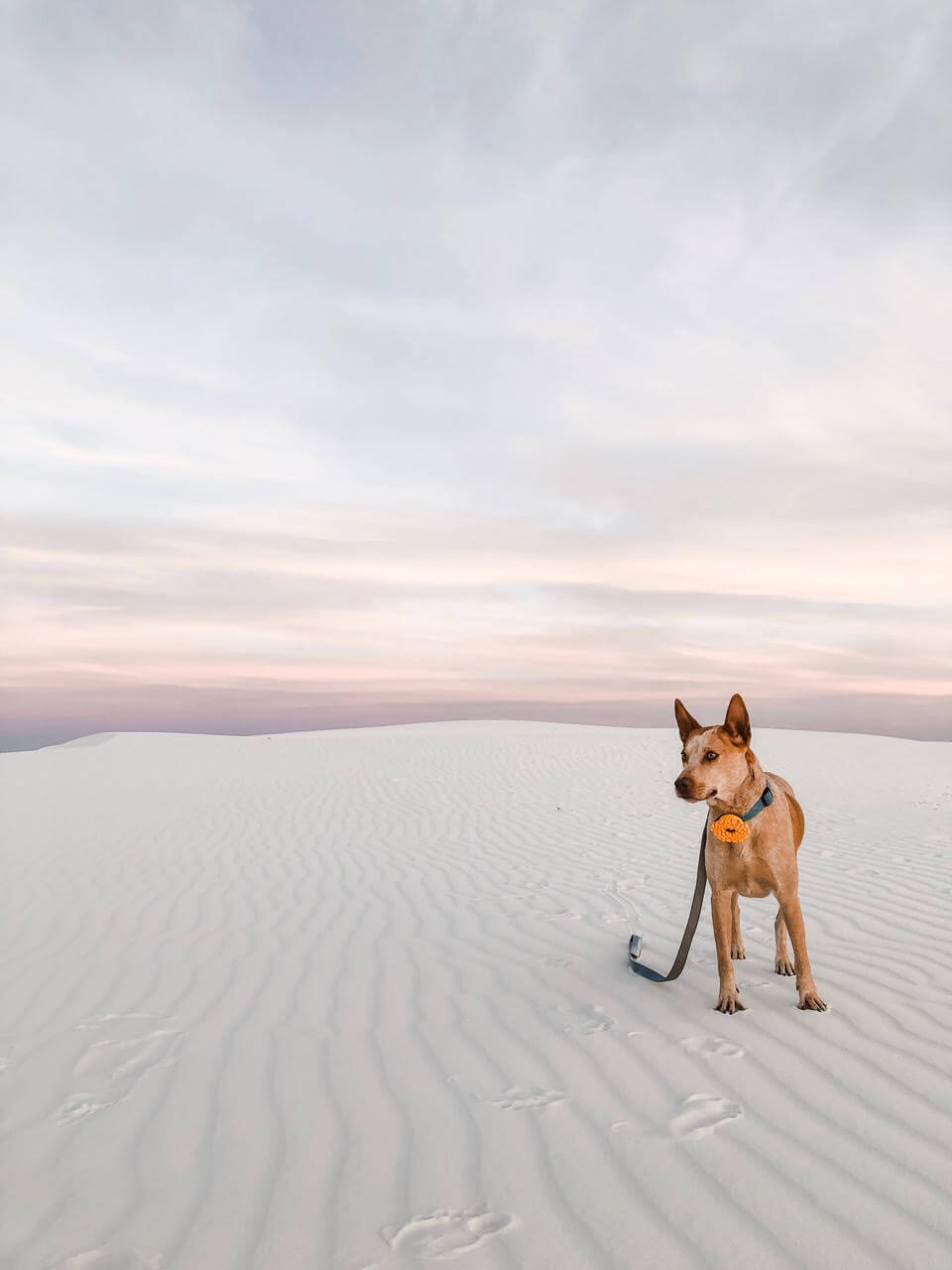 fox teal linen collar and leash