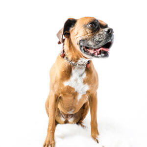 Boxer bean brown martingale collar leather