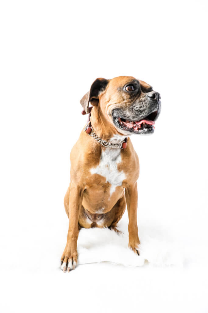 Boxer bean brown martingale collar leather