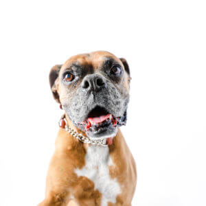 Boxer martingale collar leather