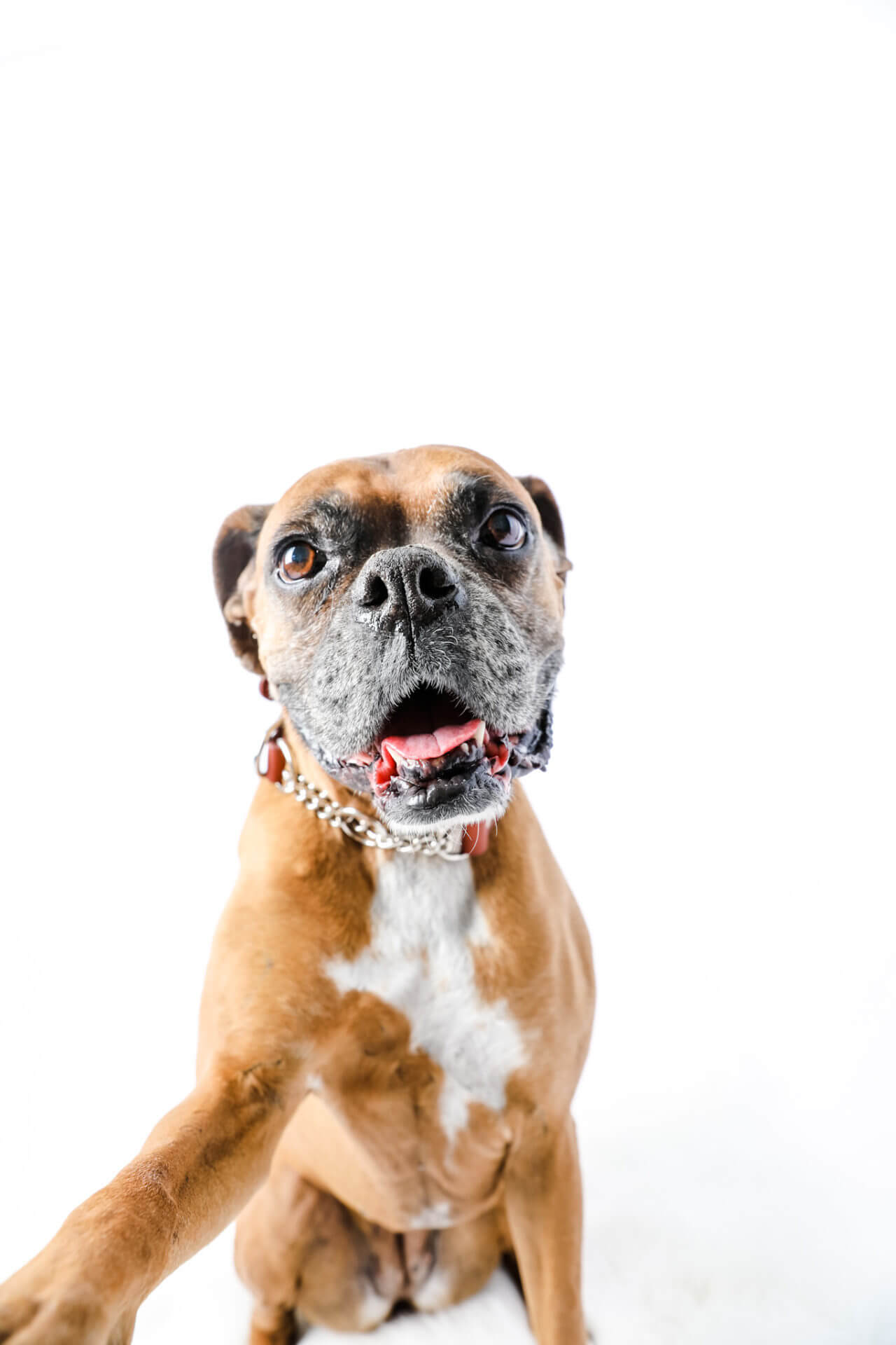 Boxer dog collar cheap