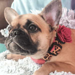 Frenchie in leopard dog collar
