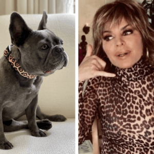 Frenchie in leopard dog collar