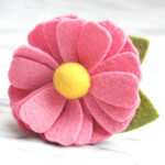 DD: Dog Collar Daisy Flower - English Rose