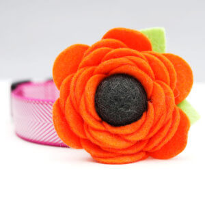 orange poppy dog collar flower