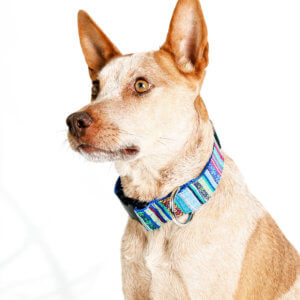 cow dog collar parasol