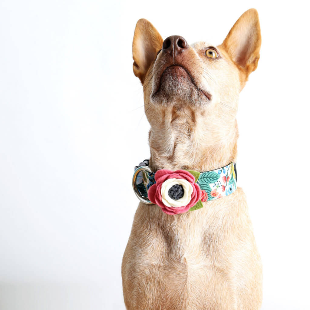 Garden Party Rifle Paper Co Dog Collar with buckle engraving on red heeler dog