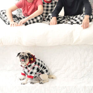 poinsettia dog flower holiday on bunny pug