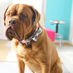 Frank Mastiff dog collar taos flannel