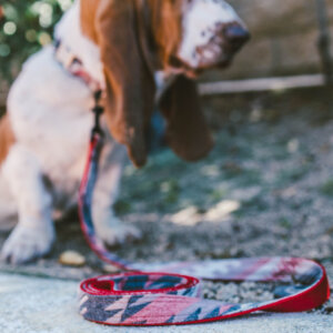 Taos Leash on Basset