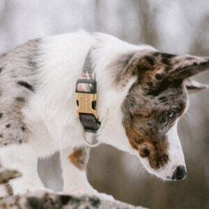 Taos collar on Corgi square