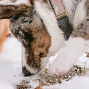 corgi flannel dog collar taos