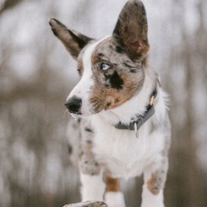 corgi in martingale flannel collar